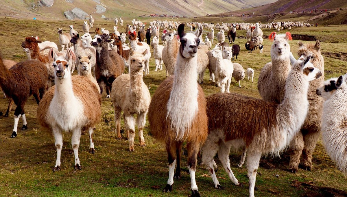 Lama antikorları Covid-19 tedavisinde kullanılacak