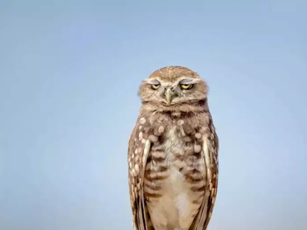 2021 Komik Vah�i Ya�am Foto�raflar� yar��mas�