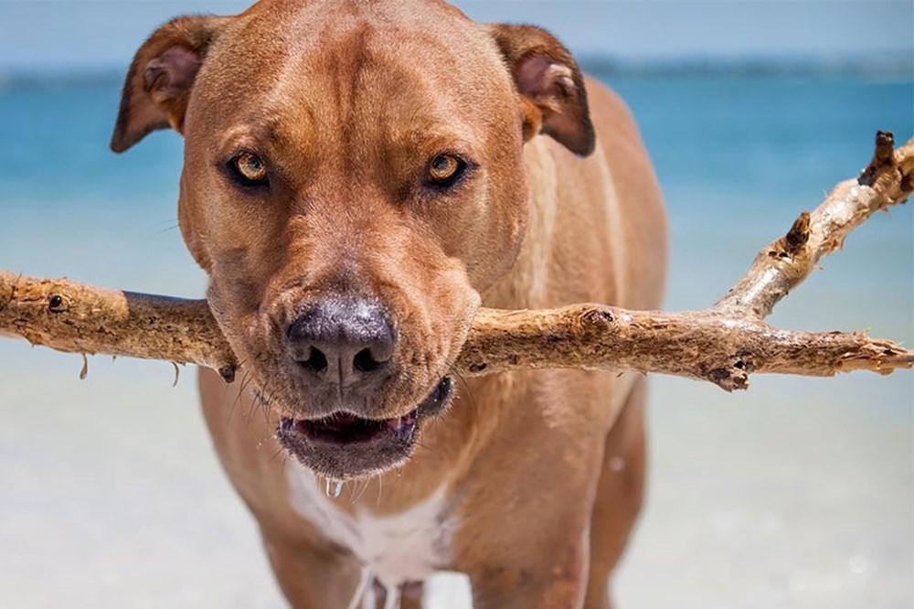 Dünyanın en fotojenik köpekleri NTV