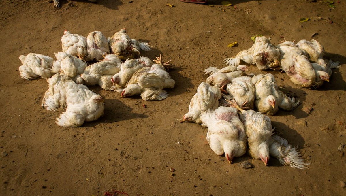 Fransa'da tarihinin en kötü kuş gribi salgını: 13 milyondan fazla hayvan öldürüldü