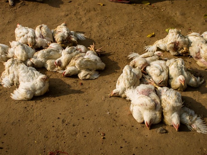 В Боровском районе подтвержден высокопатогенный грипп птиц