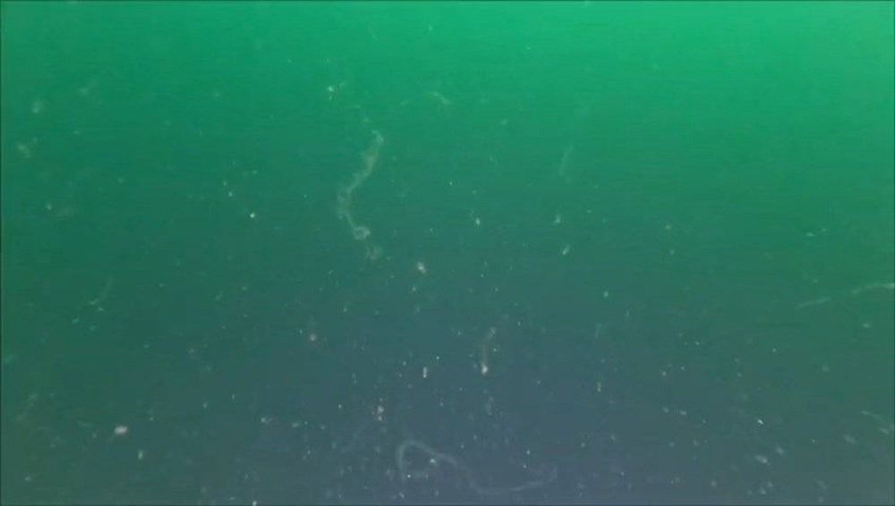 Marmara Denizi'ndeki sessiz tehlike için bakanlık harekete geçti - 3