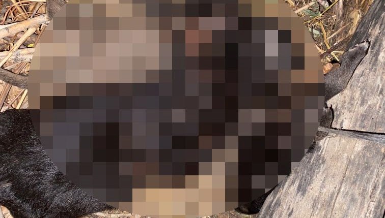 Yavru köpekleri birbirlerine bağlayıp boğmuşlar