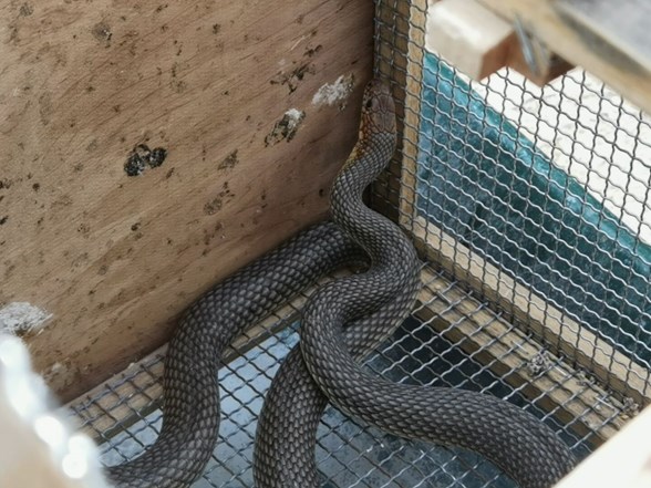 site bahcesinde yilan panigi ntv