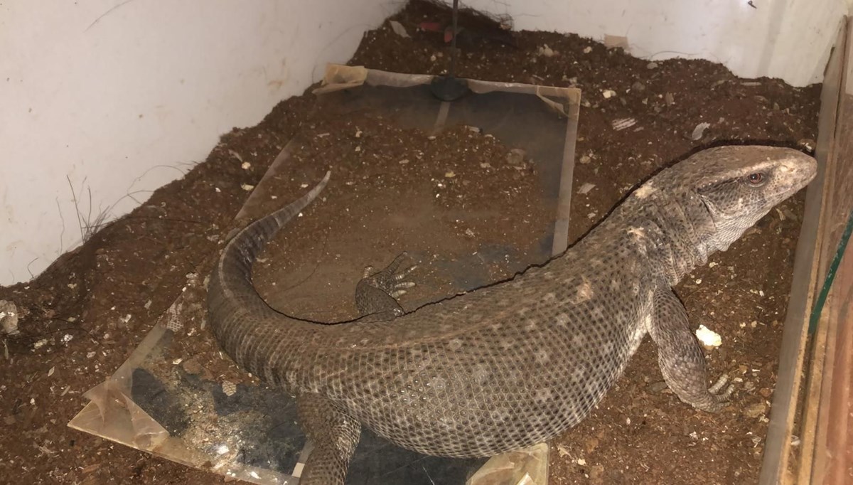 Doğa koruma ekipleri, 13'ü çöl varanı 21 canlıya el koydu