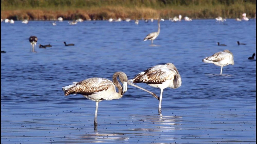 Van Gölü'nde flamingo şöleni - 8