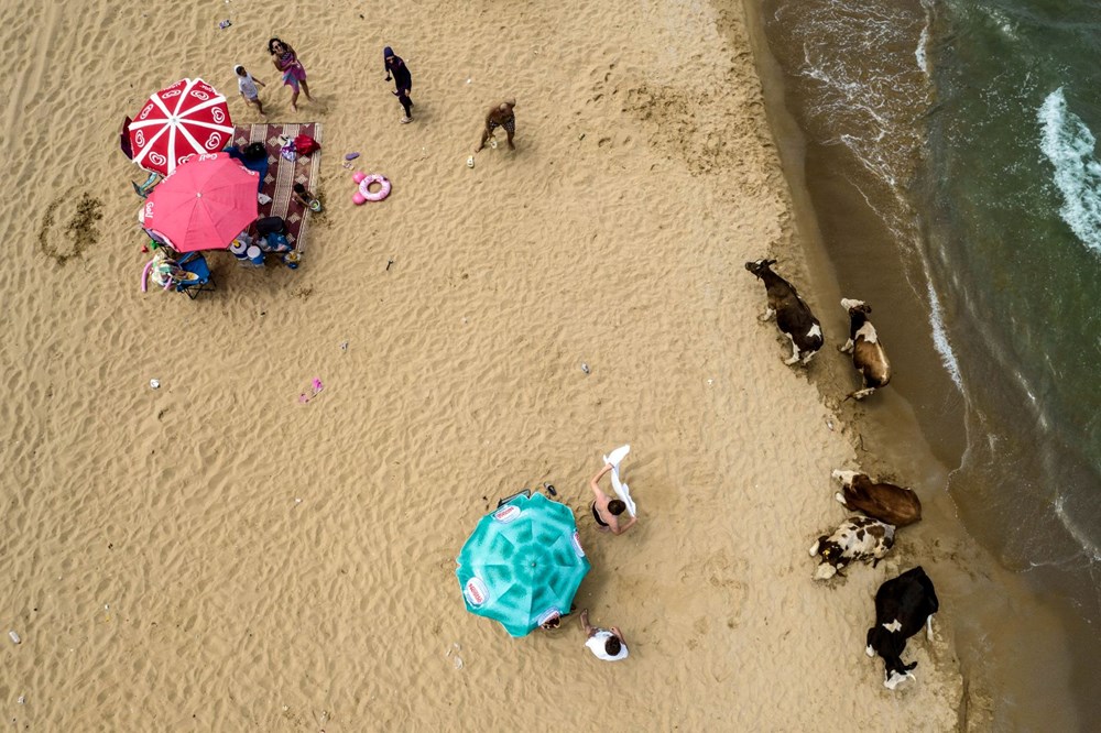 Yer: İstanbul! Sıcaktan bunalan inekler plaja indi - 8