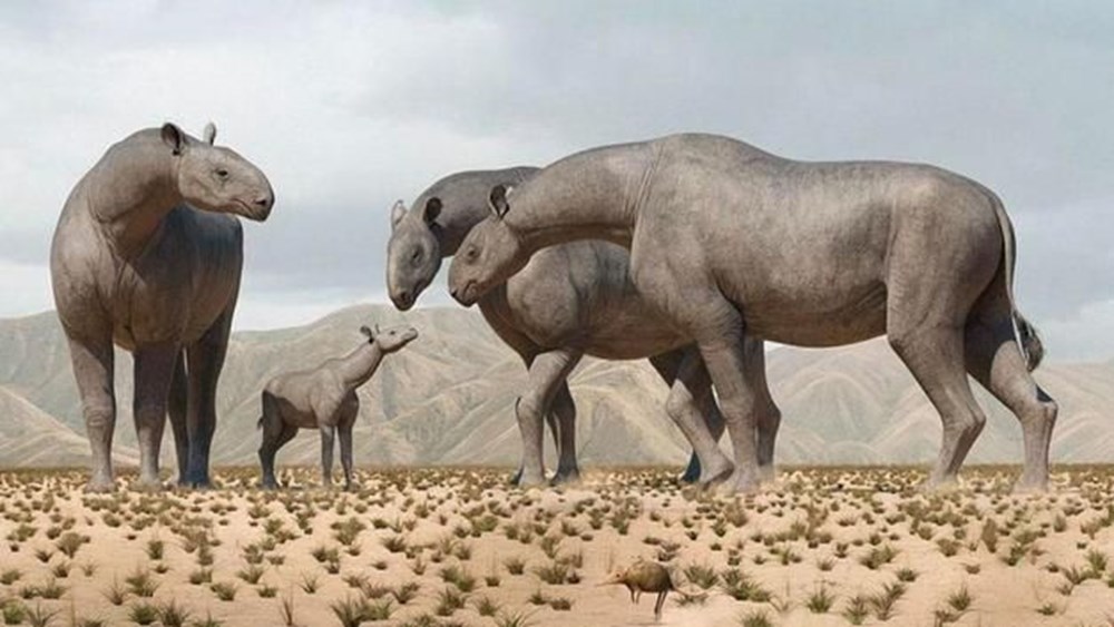 Çin'de 4 fil ağırlığında ve 7 metre uzunluğunda yeni bir gergedan türü keşfedildi - 3