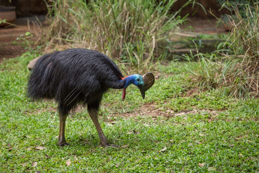 Dünyanın en tehlikeli kuşu: Tavuktan eski, dinozordan vahşi - 6