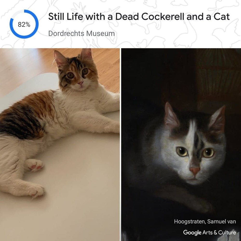 Kedinizin tarihteki ikizi kim? Google, Pet Portraits özelliğini tanıttı - 1