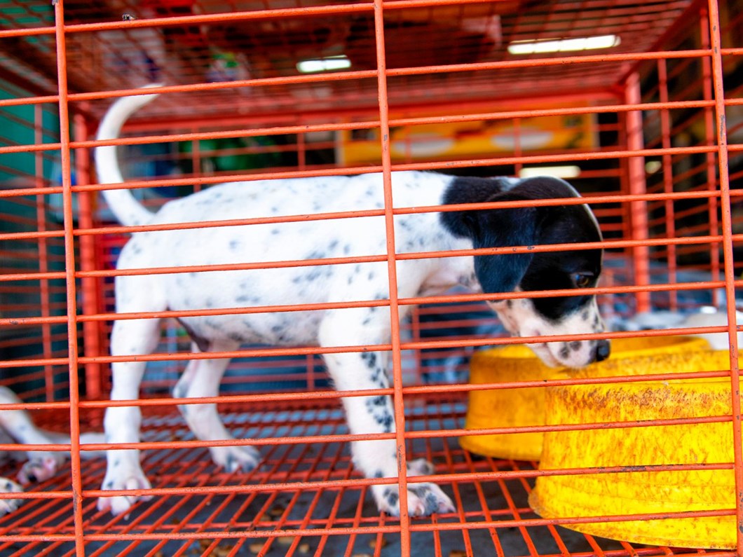 Vurgunda Yeni Yol Kopek Ciftlikleri Ntv