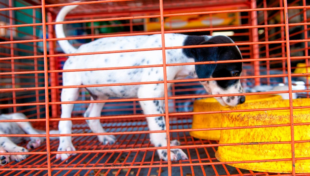Vurgunda yeni yol köpek çiftlikleri NTV