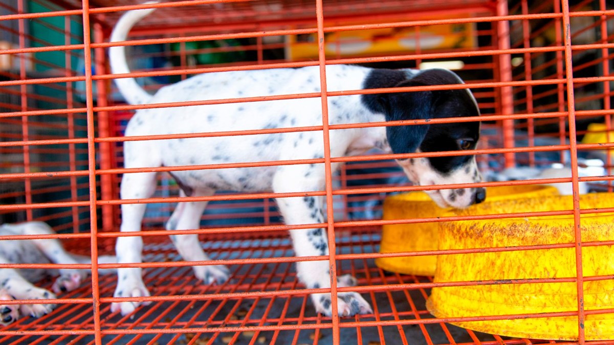 Vurgunda Yeni Yol Kopek Ciftlikleri Son Dakika Turkiye Haberleri Ntv Haber Vurgunda Yeni Yol Kopek Ciftlikleri Son Dakika Turkiye Haberleri Ntv Haber