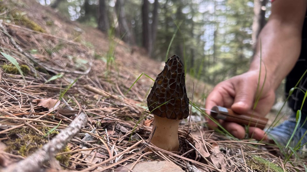 mzAKGHYyXkOrvzHZPeQKZA