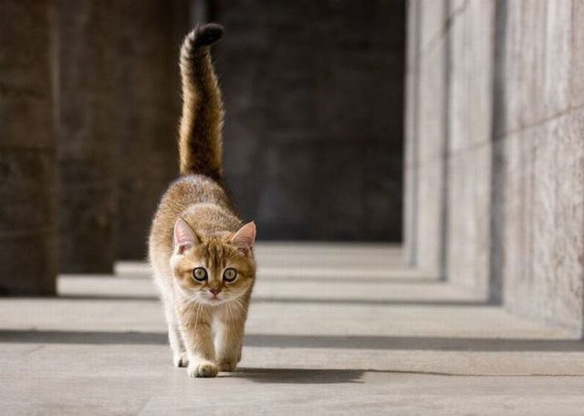 Фото Идущей Кошки