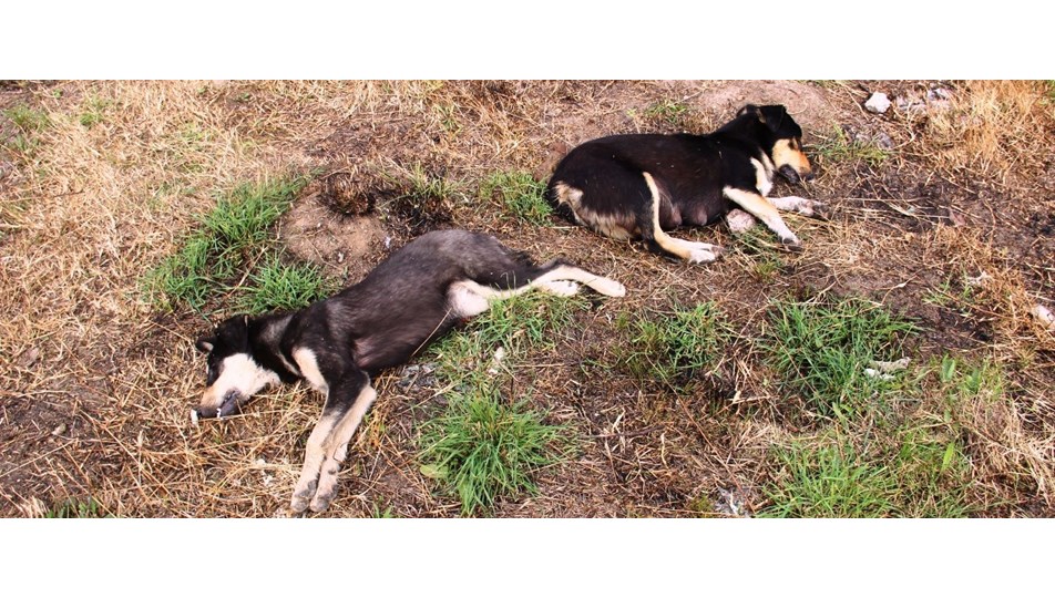 Çanakkale�de köpek katliamı NTV