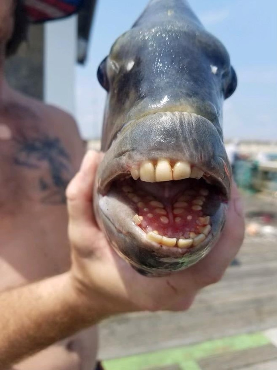 Kuzey Carolina’da 'insan dişli' balık yakalandı - 1