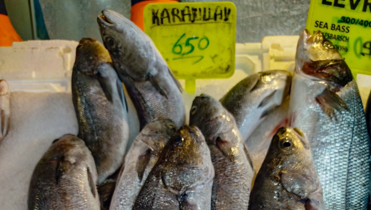 Kilosu 650 lira, başındaki taş 10 bin lira: Şifalı olduğuna inanılıyor