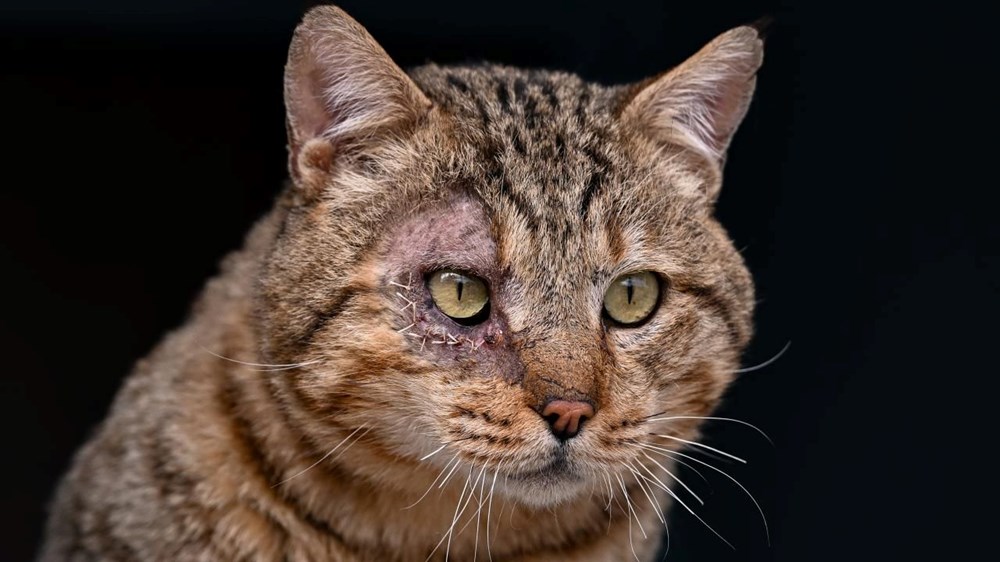 Sınırda yapılan terör operasyonları kapsamında bir mağarada arama yapan güvenlik güçleri, yaralı haldeki dağ kedisini buldu.