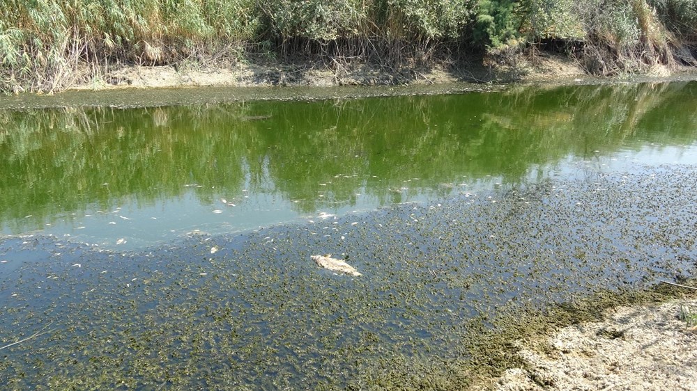 Menderes Nehri'nde binlerce ölü balık - 2