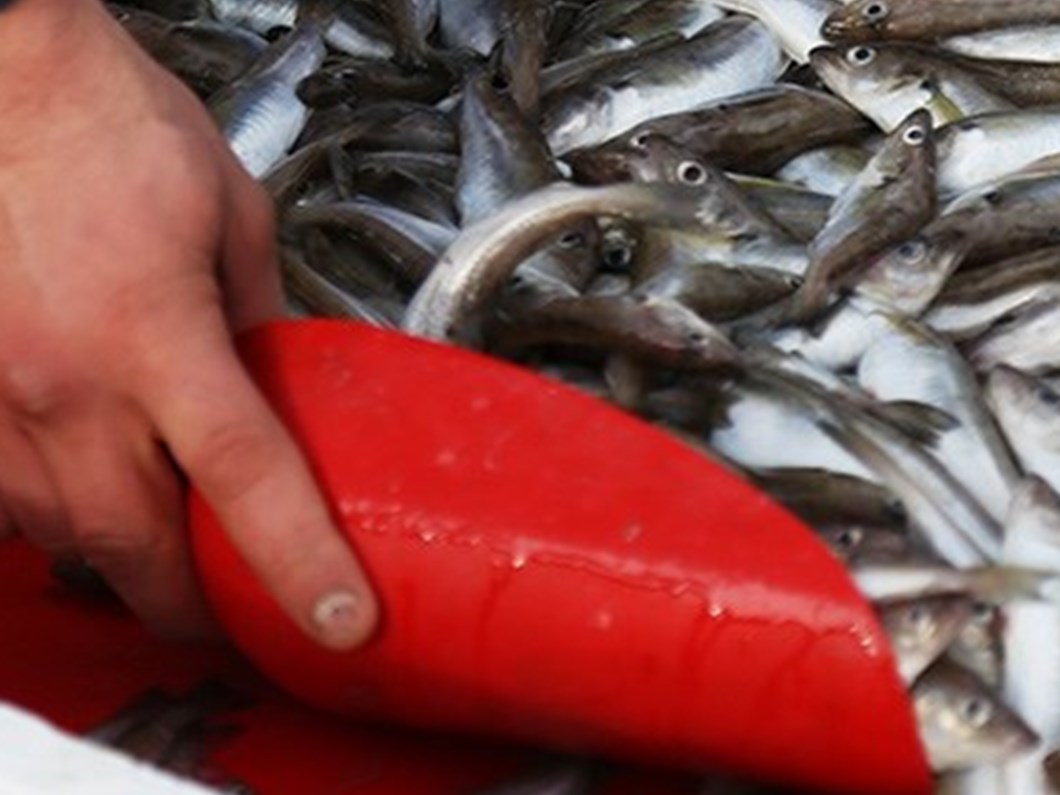 balik avi yasagi yarin basliyor ntv