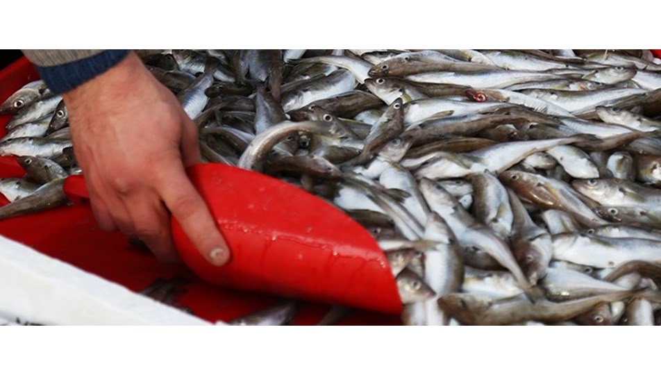 balik avi yasagi yarin basliyor ntv