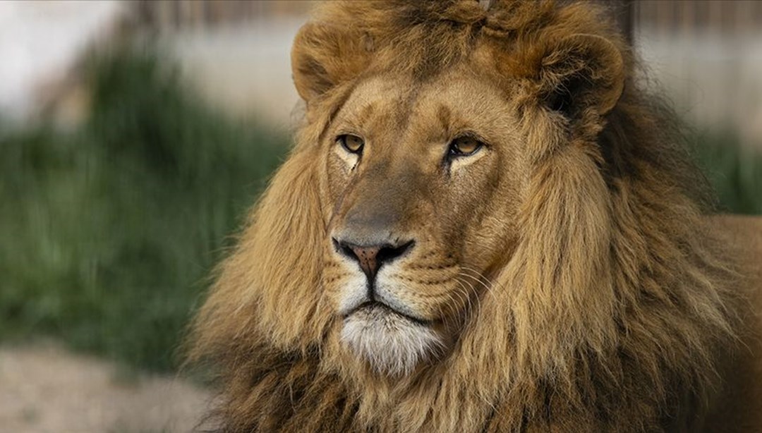 Un leone in fuga da un circo in Italia ha seminato il panico – Last Minute World News