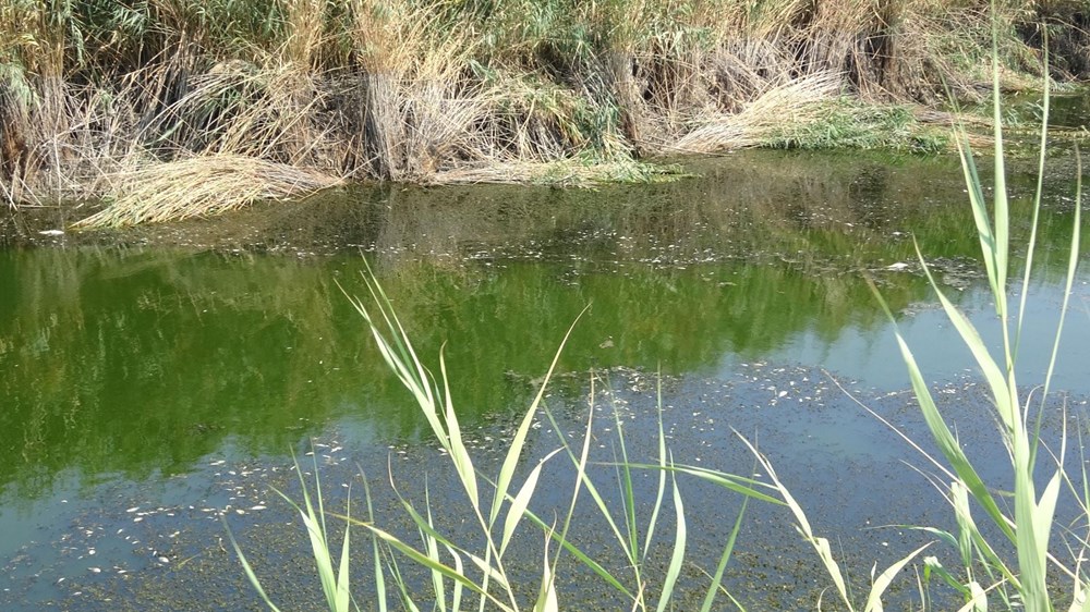 Menderes Nehri'nde binlerce ölü balık - 4