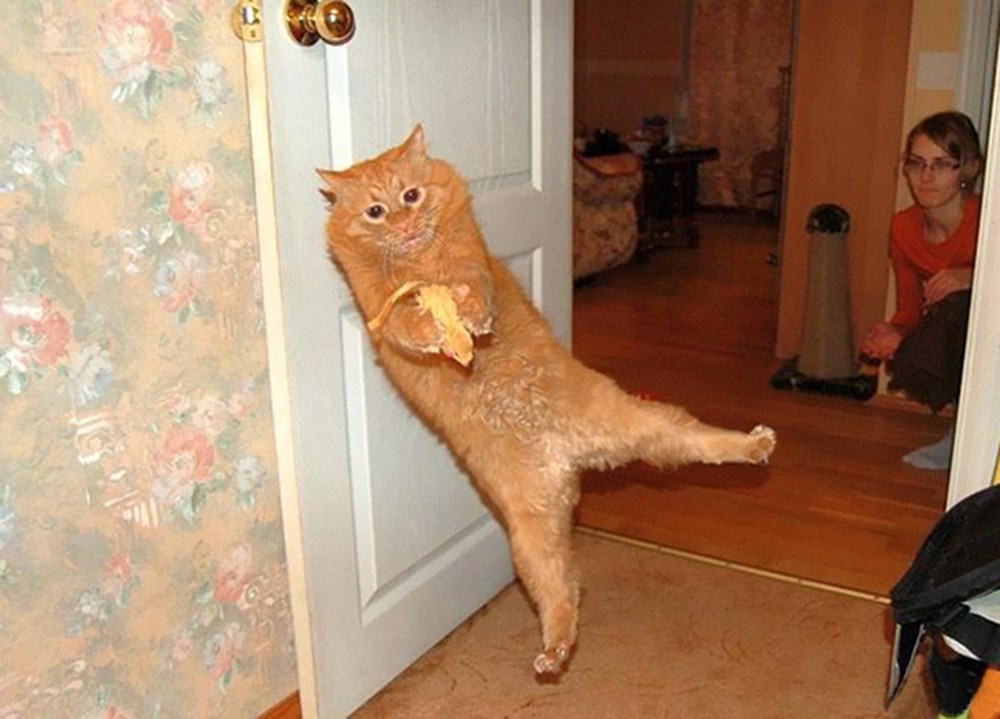 mukemmel zamanlamayla cekilmis kedi