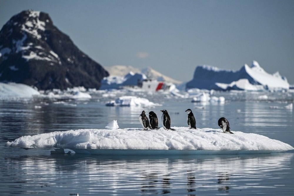 Antarktika'da ilk kuş gribi vakası görüldü - 2