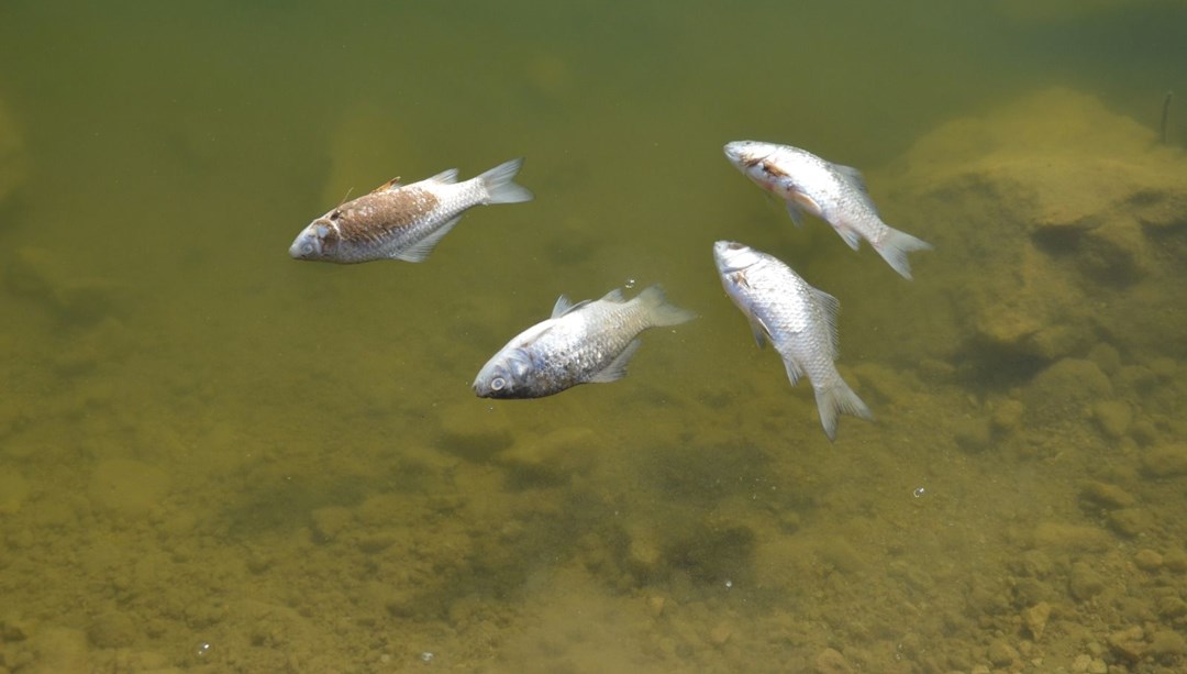 Batman'daki toplu balık ölümlerine ikinci kez inceleme