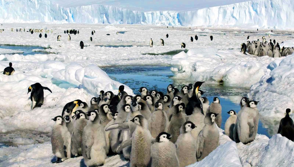 Endişe veren araştırma: İmparator penguenleri yok olma tehlikesiyle karşı karşıya