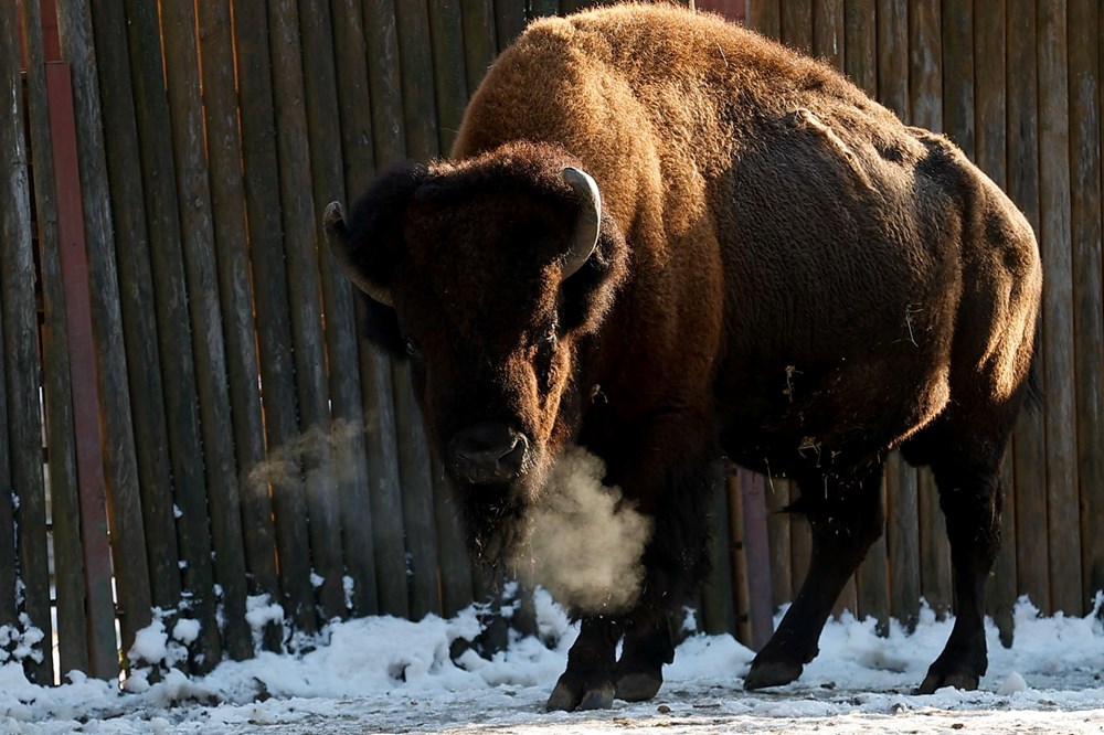Ukrayna'daki savaş Kiev Hayvanat Bahçesi'ni de vurdu: Binlerce hayvanı ısıtmak için odun sobası - 11
