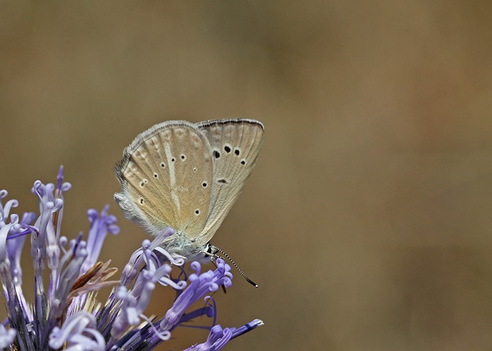 Türkiye'de yeni bir kelebek türü bulundu - 1