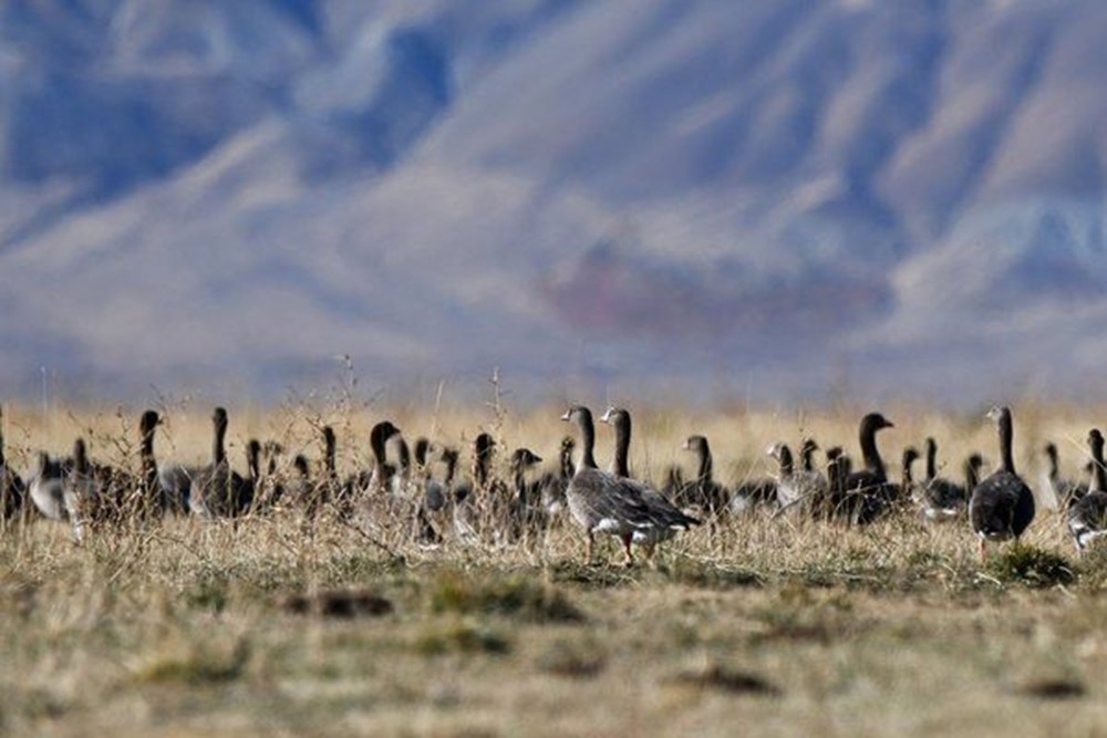 Van'ın kuş cenneti Erçek Gölü, yaban kazlarıyla şenlendi - 5