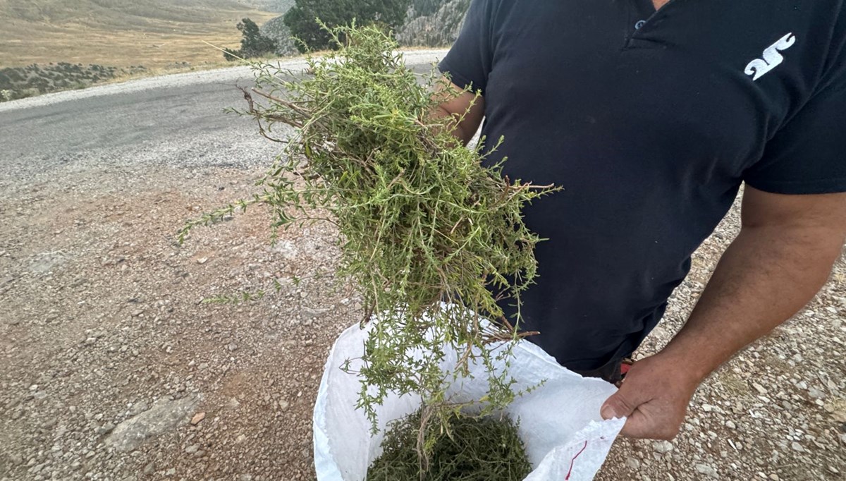 Şifalı bitkinin demeti 50 liraya satılıyor: ''Her derde deva''