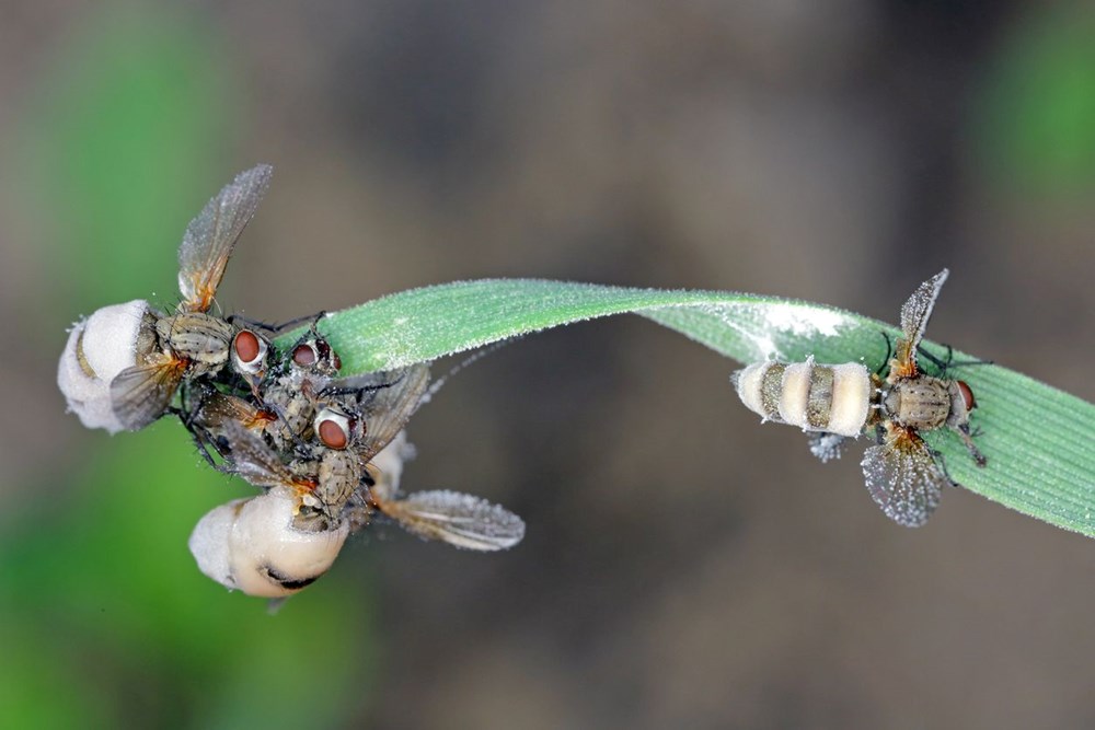 Zombi mantar salgını uyarısı: İnsanların beynini ele geçirip davranışlarını kontrol edebilir - 7