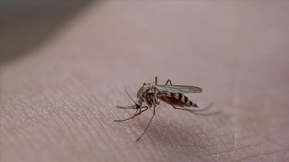 Prof. Dr. Kadıoğlu: Dünyanın en tehlikeli hayvanı sivrisineklerde artış var - 1
