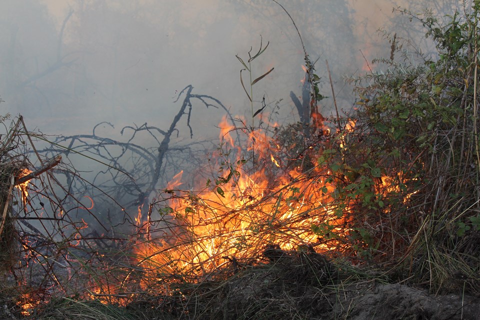 Kızılırmak Deltası Kuş Cenneti'nde yangın - 2