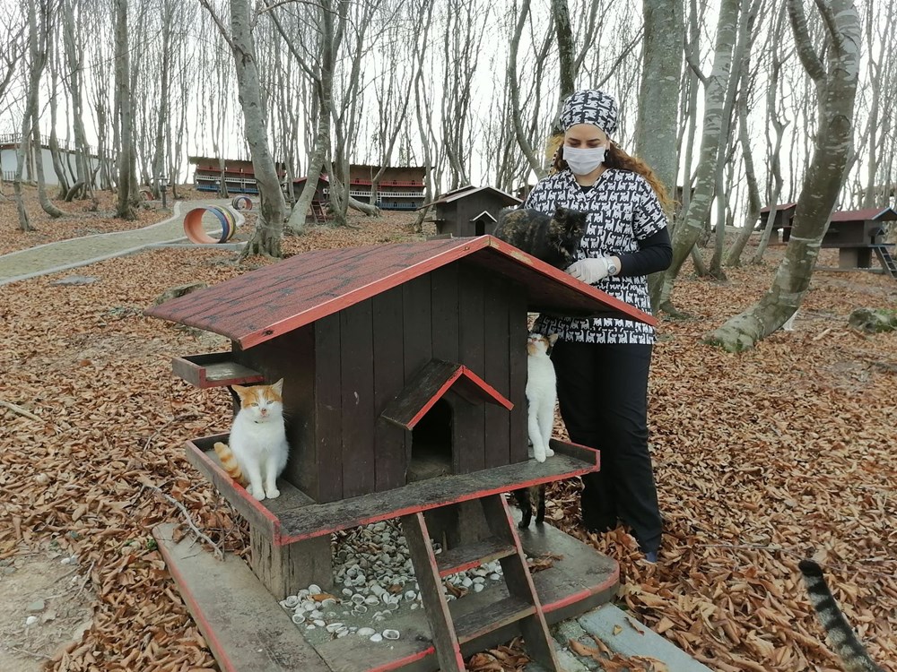Sokak kedileri için �Kedi kasabası� NTV