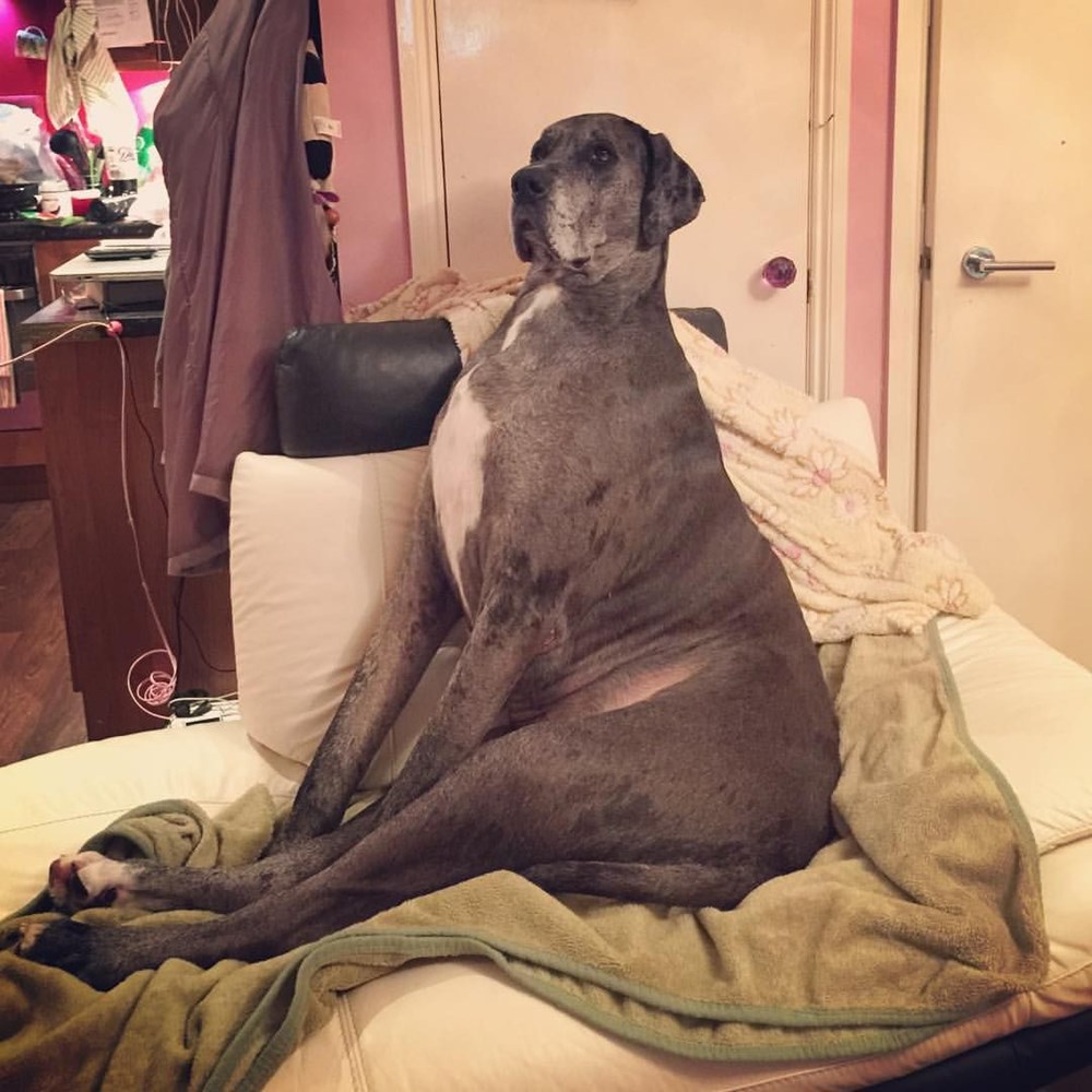 Dünyanın en uzun köpeği Freddy hayatını kaybetti - 11
