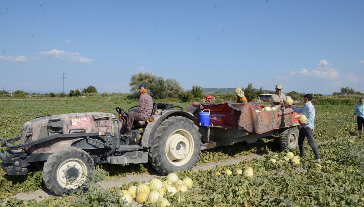Kırkağaç kavununda ilk hasat yapıldı: 30 bin ton rekolte bekleniyor