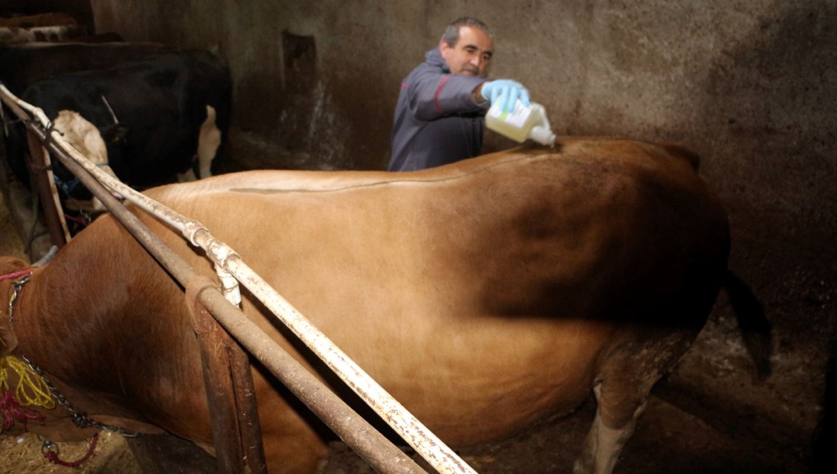 Tokat'ta şap hastalığı nedeniyle hayvan pazarları kapatıldı