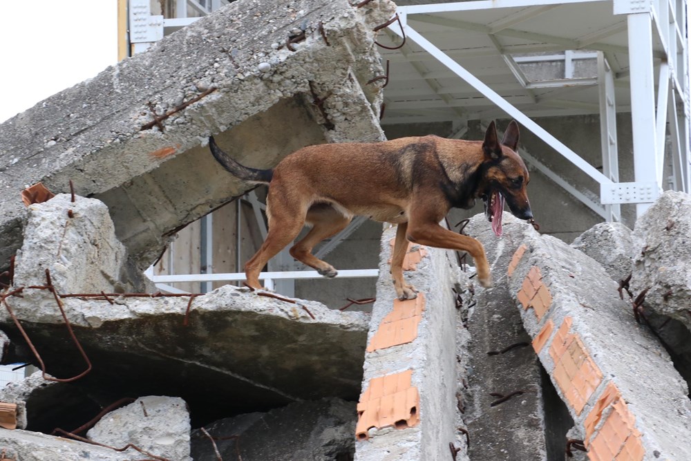 Bu köpekler, enkaz altındaki canlıyı 3-7 dakika içinde buluyor | NTV