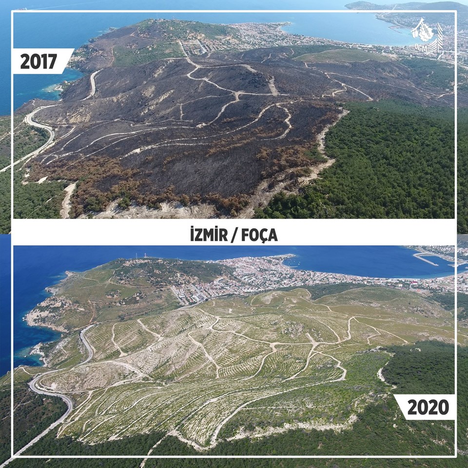 Yanan ormanlar küllerinden yeşeriyor (Yeniden bir ekosistem oluşması 80 yıl) - 1