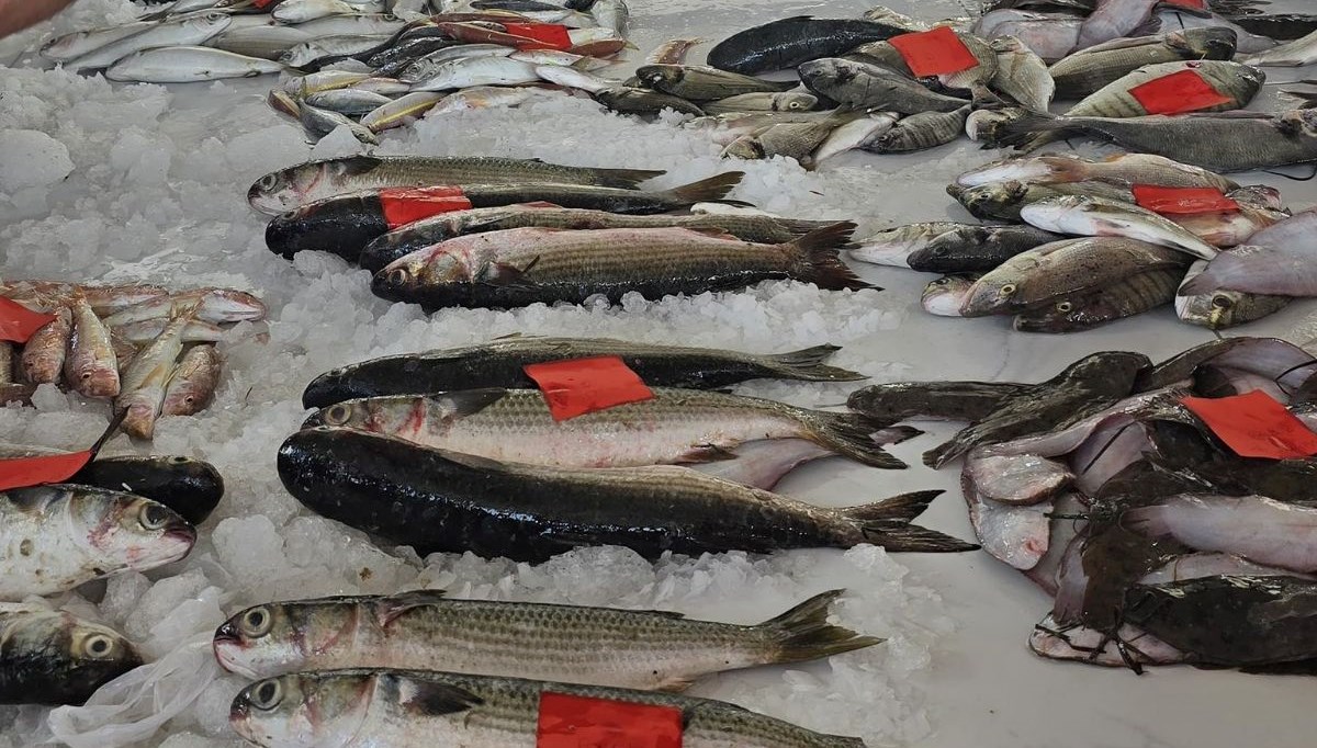 Didim’de ilk balık mezatı gerçekleştirildi