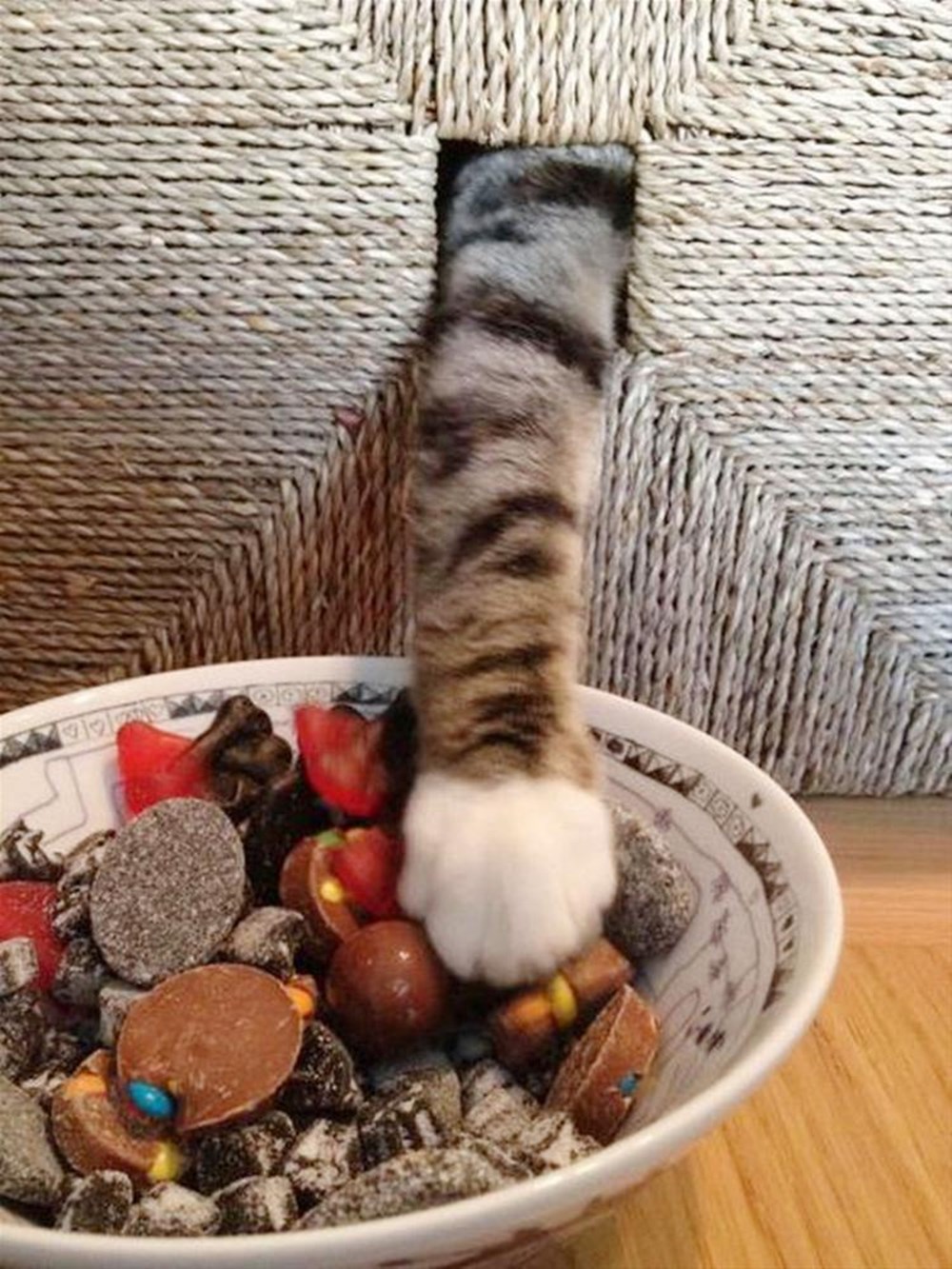 Нашкодивший кот