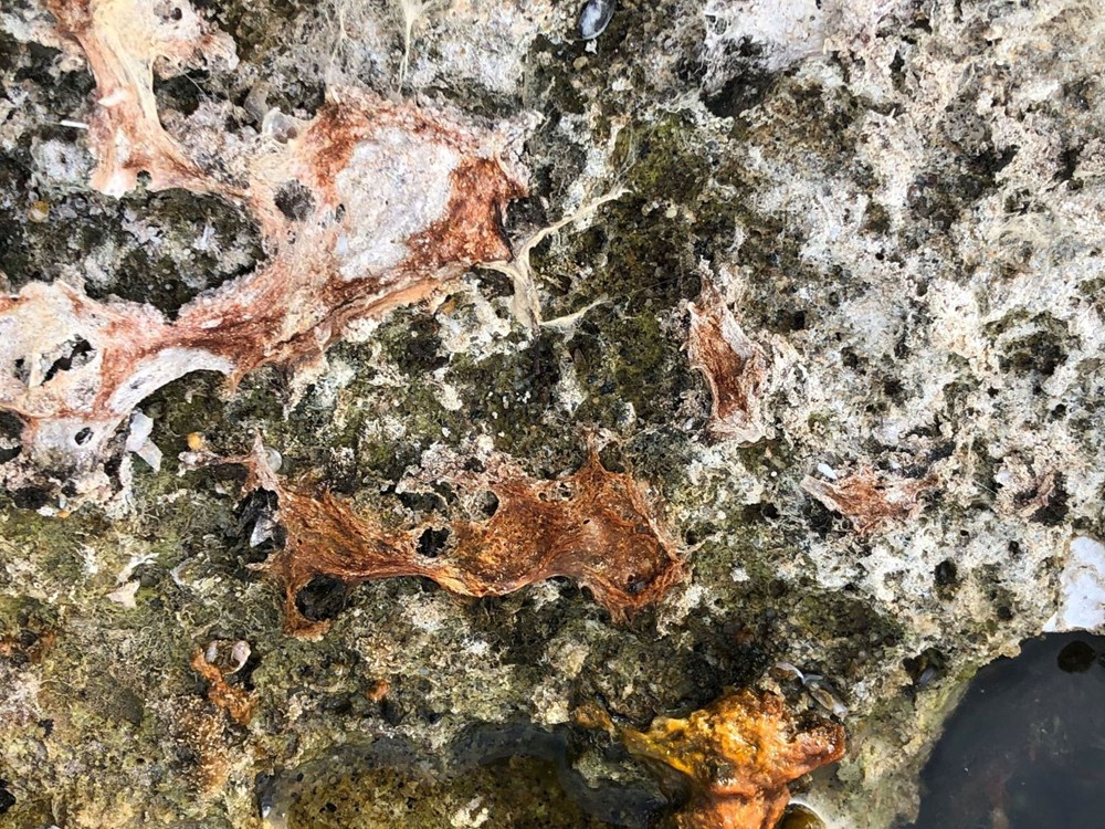 Eğirdir'de sular çekildi, fosil adacıklar oluştu - 5