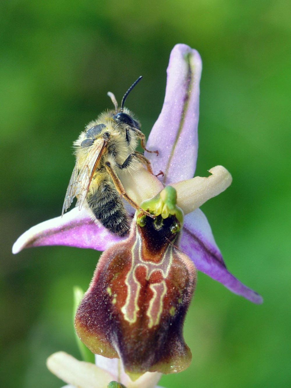 30.000 Tür Arasında Bir Kayıp: Türkiye'nin Nadir Likya Salebi Tükeniyor mu? 76 nKQbLWmLfUiHKdeS9MTutA