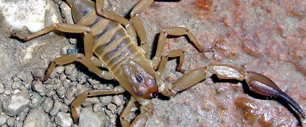 İşte Türkiye�nin ilk mağara akrebi Magazin Haberleri NTV